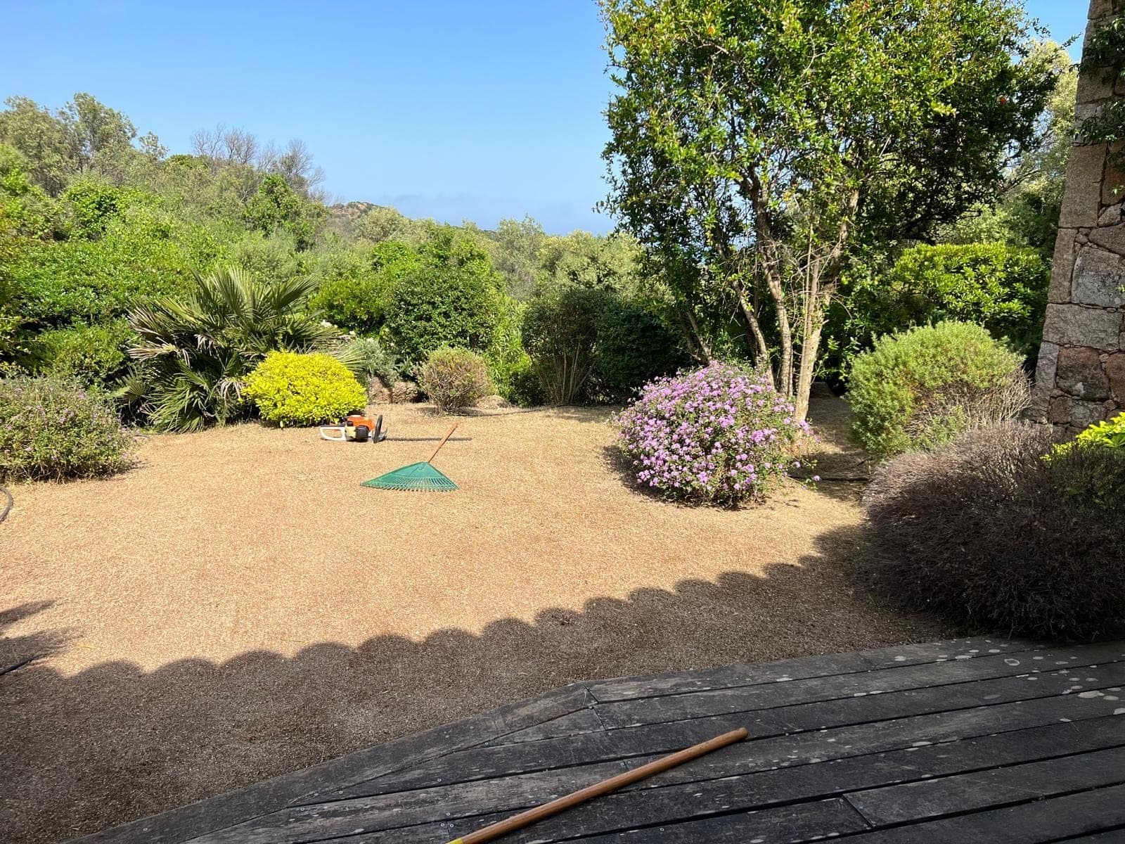 Jardin débroussaillé avec arbustes conservés